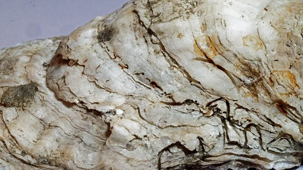 Ostrica aperta osservata da vicino