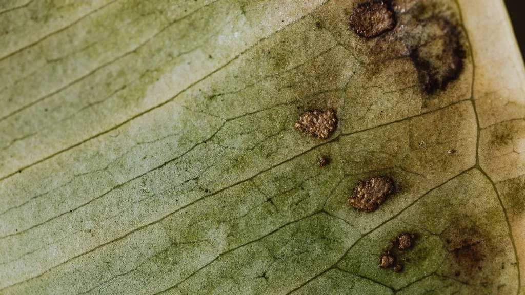 Aristaeomorpha foliacea sull’etichetta: che cosa indica il nome scientifico del gambero rosso