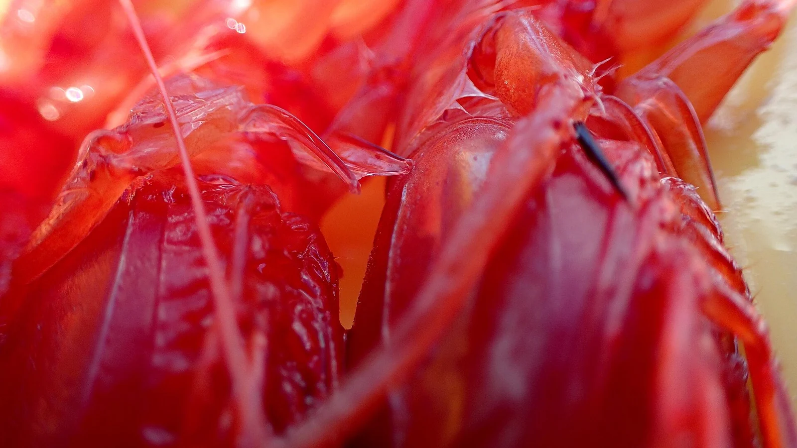 Gambero rosso del Mediterraneo: il colore non basta per capire qualità e provenienza