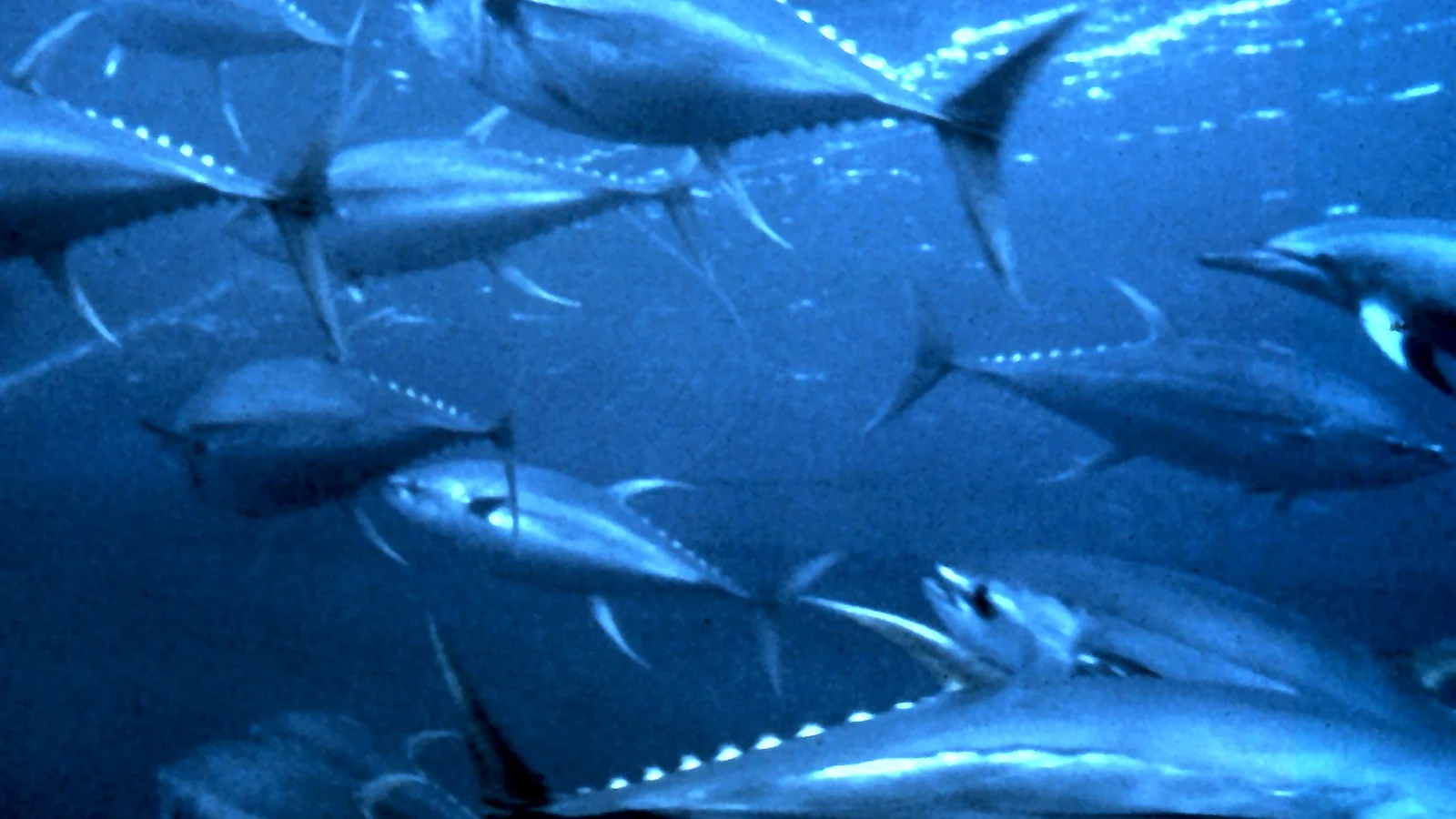Tonno rosso o pinna gialla? Le differenze che si vedono davvero nel piatto